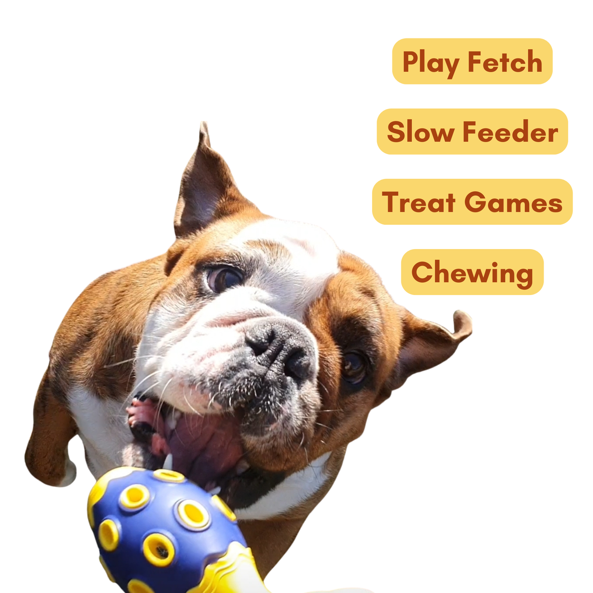 Fetch & Fill Bowling Pin Toy — 2 Pack
