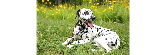 Understanding Canine Atopic Dermatitis (CAD)