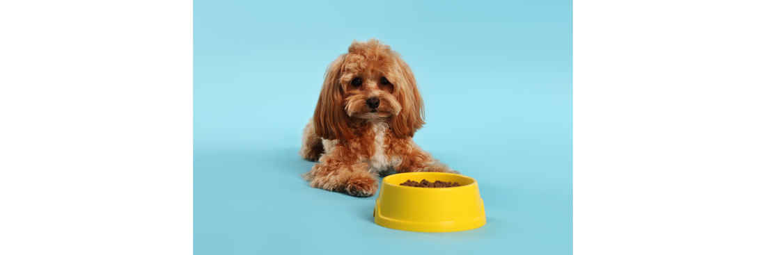Raised Dog Bowls vs Floor Bowls: Which Is Better for Your Dog?