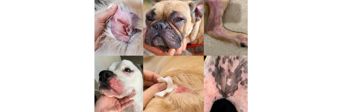 Dog Itchy Skin: Treatment Options, Costs & What Actually Works (2026 Guide)