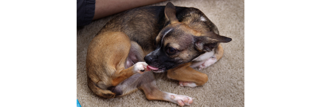 Why Do Dogs Lick Their Paws? Causes, Concerns & When to Act
