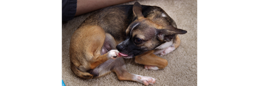 Why Do Dogs Lick Their Paws? Causes, Concerns & When to Act