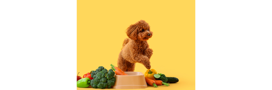 The Role of Gut Health in Dogs