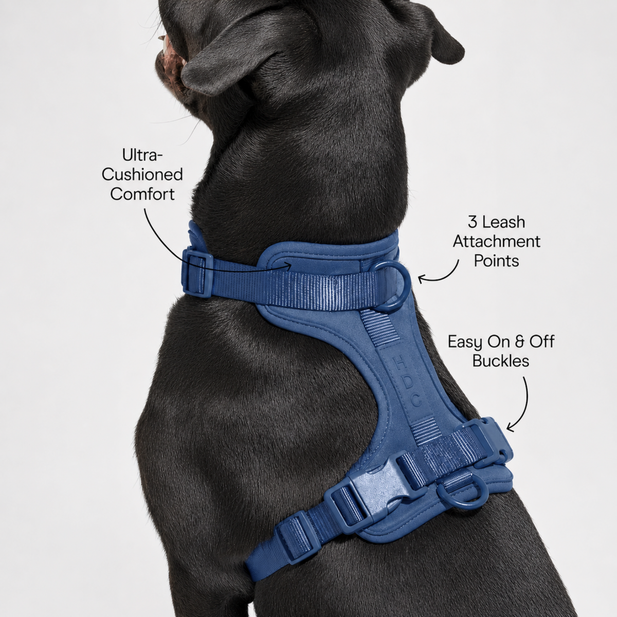 Collar & Harness Set - Personalised