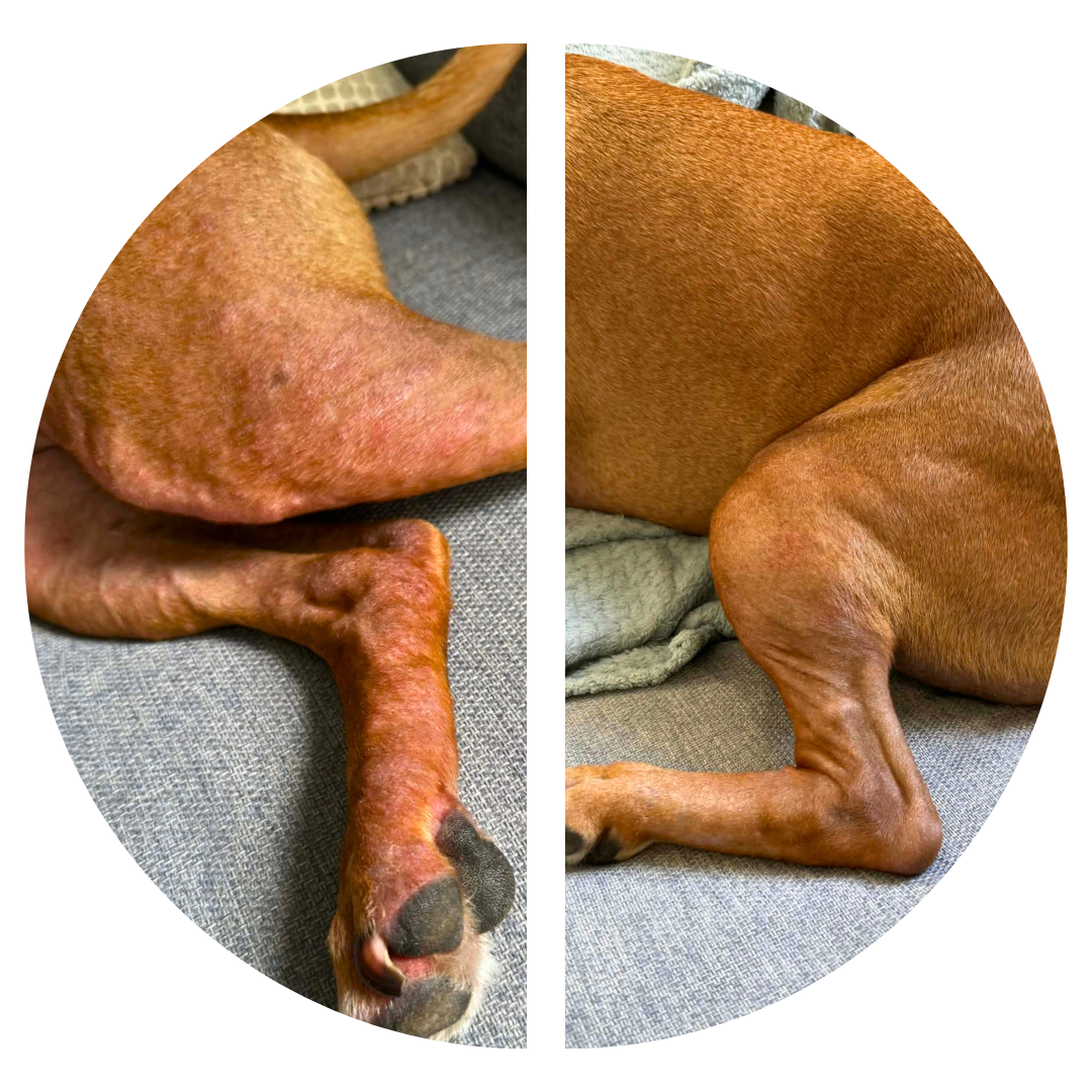 VitaChews™ Itchy Skin Relief Program