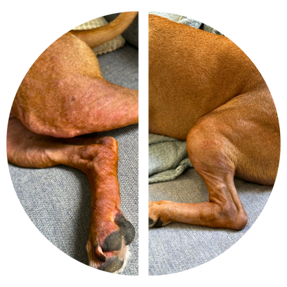 VitaChews™ Itchy Skin Relief Program