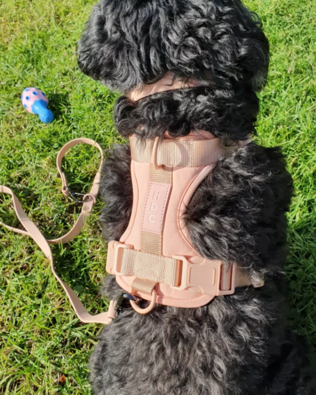 Collar & Harness Set - Personalised