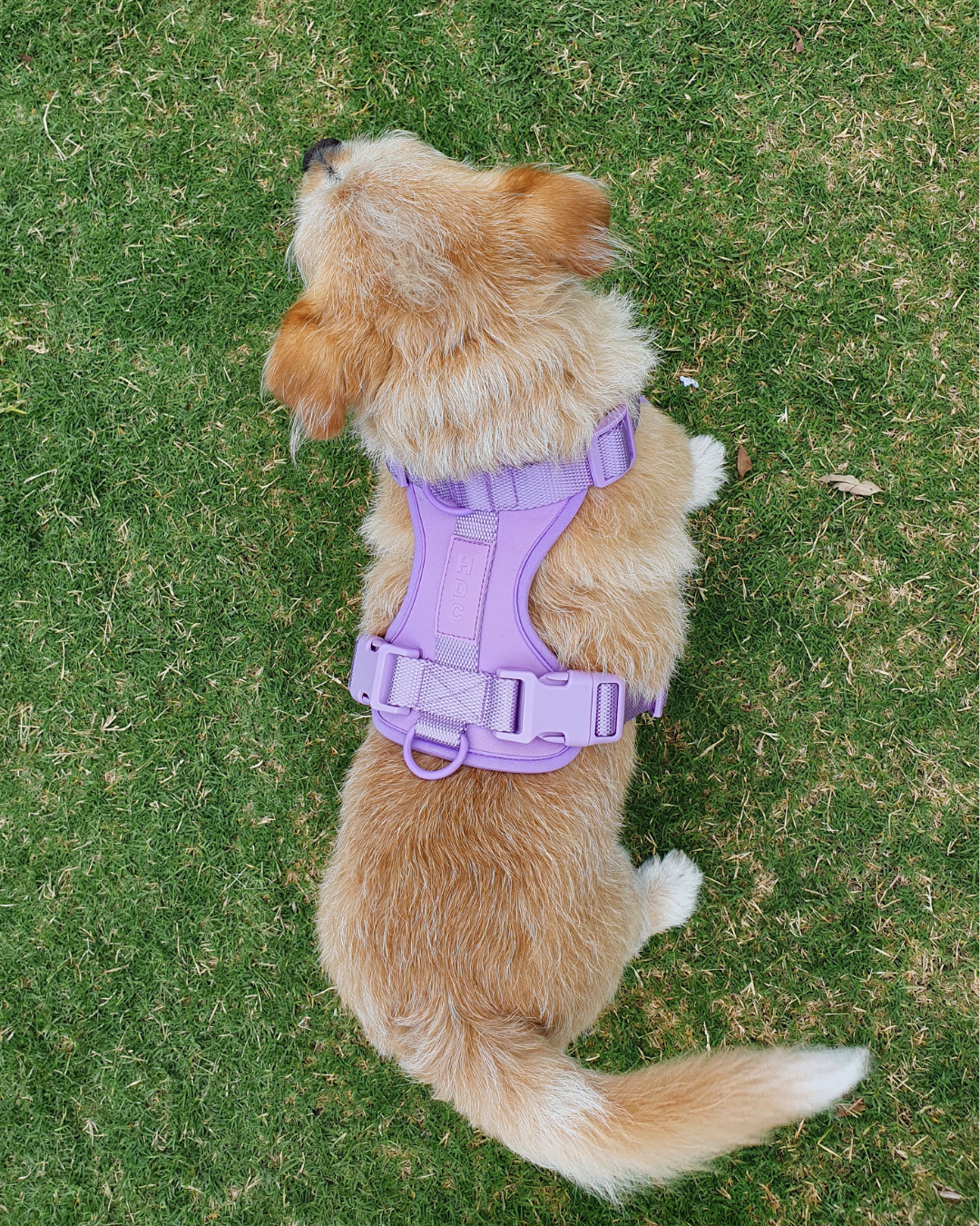 Collar & Harness Set - Personalised