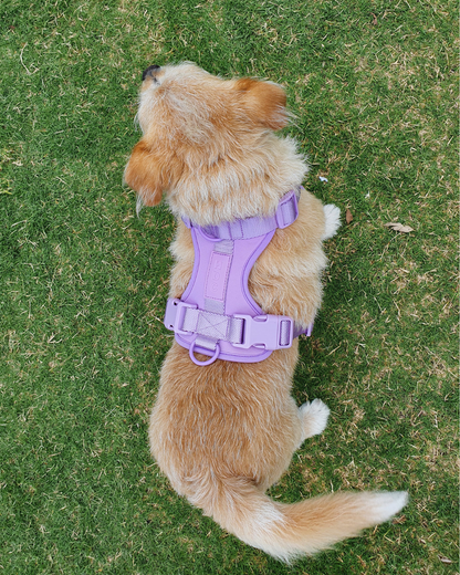 Collar & Harness Set - Personalised