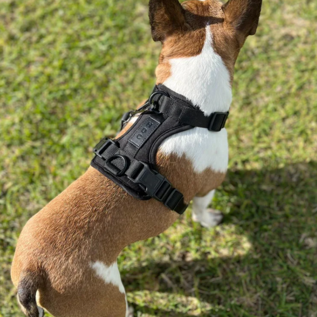 Collar & Harness Set - Personalised