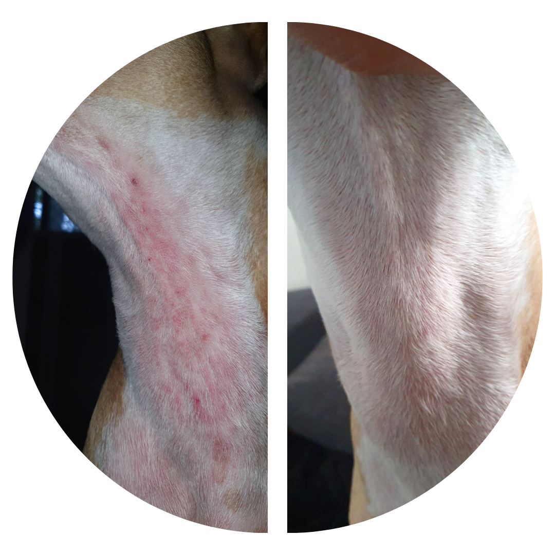 VitaChews™ Itchy Skin Relief Program