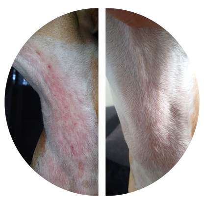 VitaChews™ Itchy Skin Relief Program