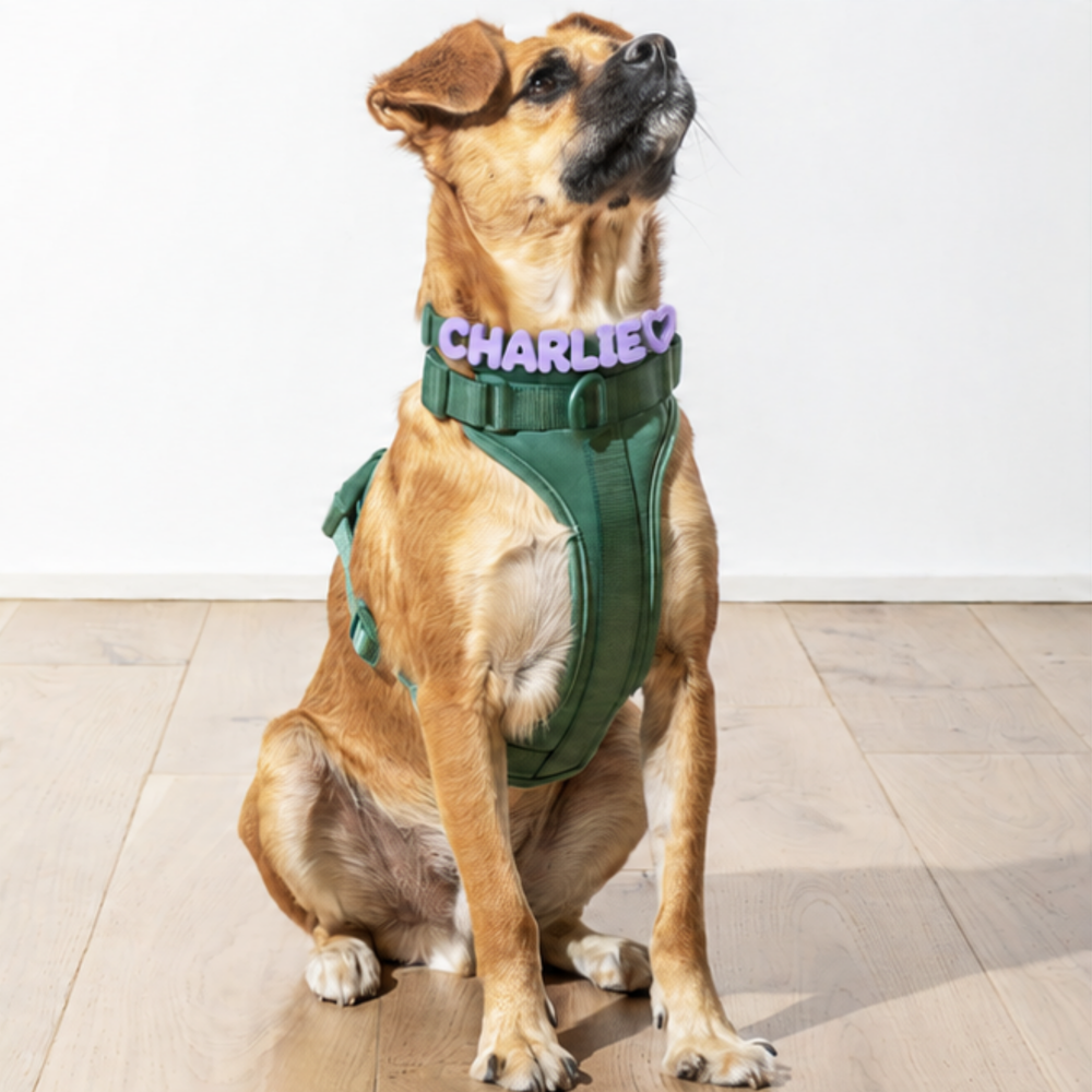 Collar & Harness Set - Personalised