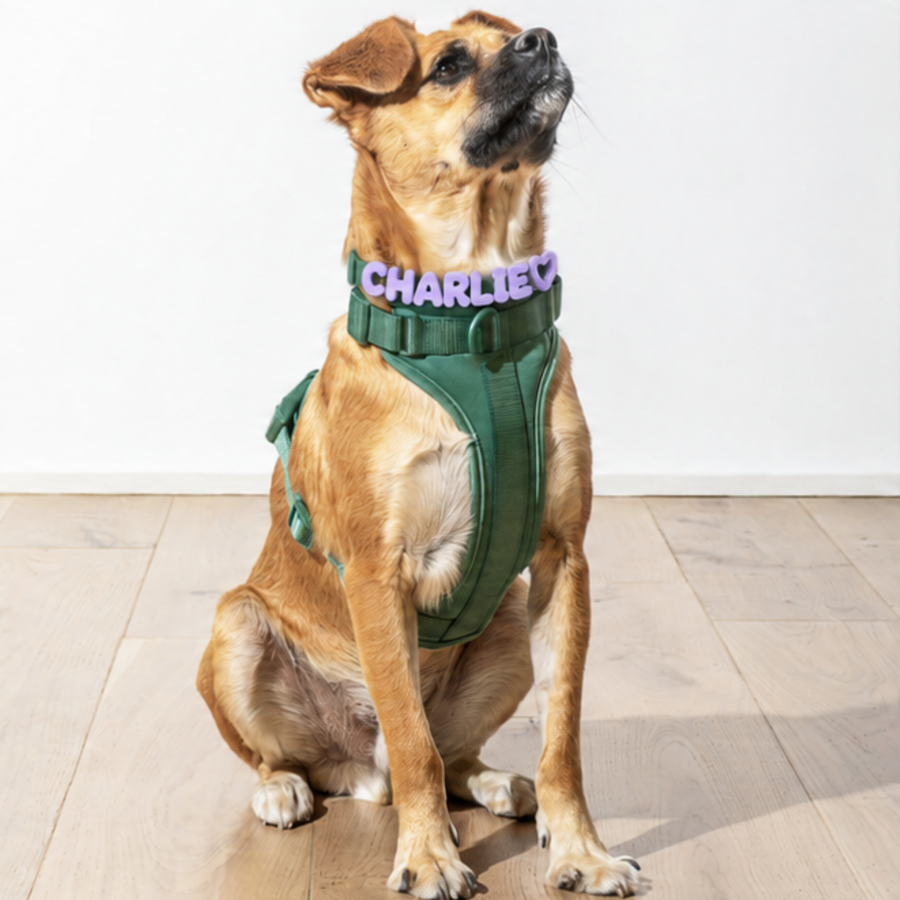 Collar & Harness Set - Personalised